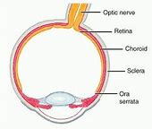Image result for Choroid Coat