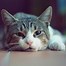 Image result for Sad Kitty Cat