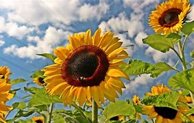 Image result for 4K Ultra HD Wallpaper Sunflower
