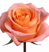 Image result for Coral Peach Roses