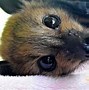 Image result for White-Winged Dog-Like Bat