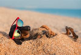 Image result for Funny Beach Vacation Dog
