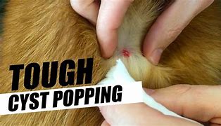 Image result for Sebaceous Cyst Dog