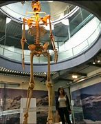 Image result for Giant Skeleton Museum