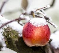 Image result for Apple Winter Peach