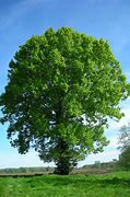 Image result for arbres