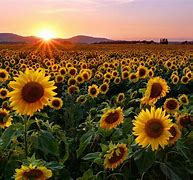 Image result for Sunflower Photos/Wallpaper
