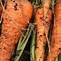 Image result for Carrot Varieties