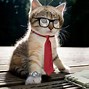 Image result for Lolcats Wallpaper