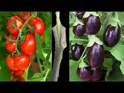 Image result for Forest Brinjal Tomato Grafting