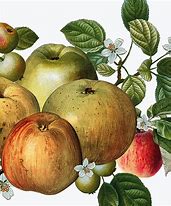 Image result for apples posters print