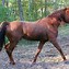 Image result for Spanish Horse Breeds