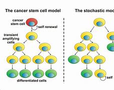 Image result for Cancer Stem Cell Model