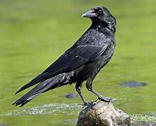 Image result for Black Crow Animal