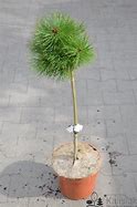 Image result for Pinus densiflora Kim