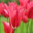 Image result for Tulipa Mariette