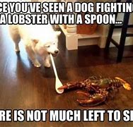 Image result for Funny Memes About Fights