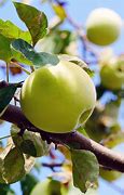 Image result for Golden Dorsett Apple Tree