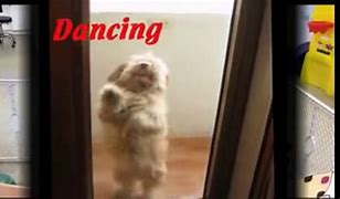 Image result for Salsa Dancing Dog Animated
