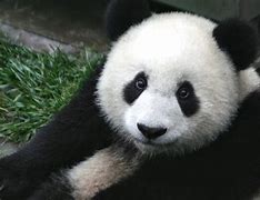 Image result for Giant Panda Black and White