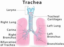 Image result for Printable Life-Size Body Organ Trachea