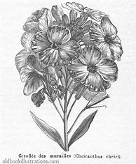 Image result for Wallflower Drawing
