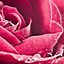 Image result for Hot Pink Flowers iPhone Wallpaper