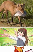 Image result for Anime Fox Meme