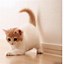 Image result for iPhone Wallpaper Cat Baby