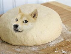 Image result for Pizza Funny Dog