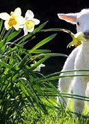 Image result for Free Spring Animal Wallpaper