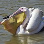 Image result for Pelican Eating a Birds