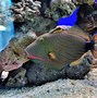 Image result for PinkTail Triggerfish