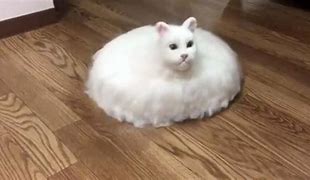 Image result for Blursed Cat PFP