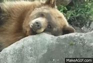 Image result for Sleepy Bear Meme