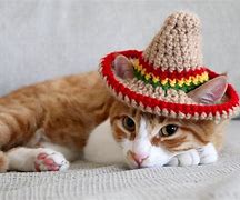 Image result for Cat Wearing Sombrero