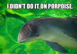 Image result for Porpoise Meme