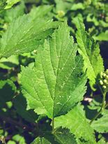 Image result for Physocarpus opulifolius Minion