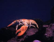 Image result for Boston Aquarium Giant Lobster