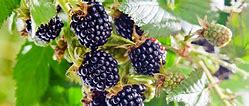 Image result for BlackBerry Bush Australia