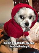 Image result for Funny Dog Memes Dirty