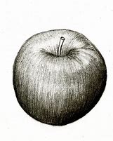 Image result for Apple Pencil for Drawing