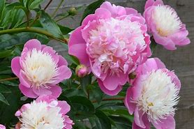 Image result for Paeonia Bowl of Beauty