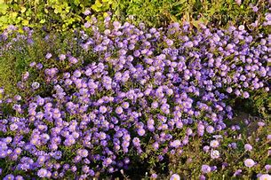 Image result for Aster dumosus Lady in Blue