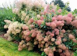 Image result for Cotinus coggygria Young Lady