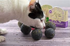 Image result for How to DIY Compressed Catnip Ball