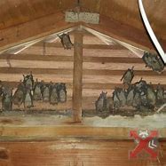 Image result for Bats in the Attic UK