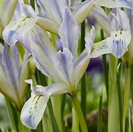 Iris reticulata Painted Lady માટે ઇમેજ પરિણામ