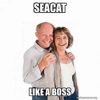Image result for Seacat Cat Meme