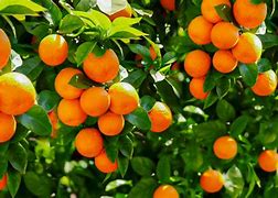 Image result for Dwarf Fruit Trees Zone 5